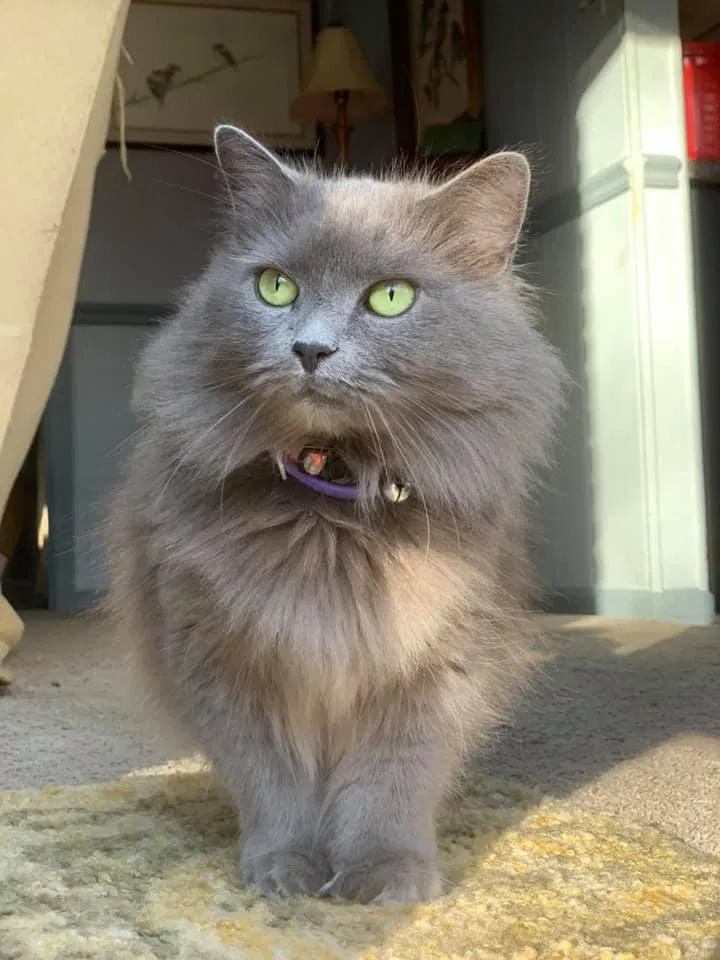 Lost cat in Athens, GA, 30605