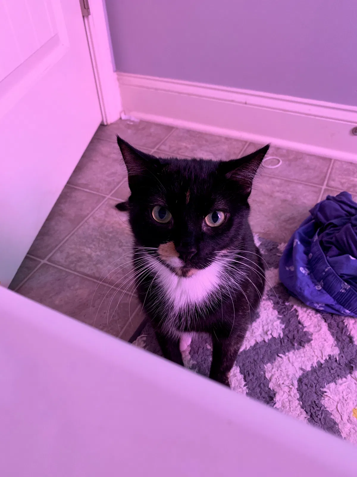 Lost cat in Rex, GA, 30273