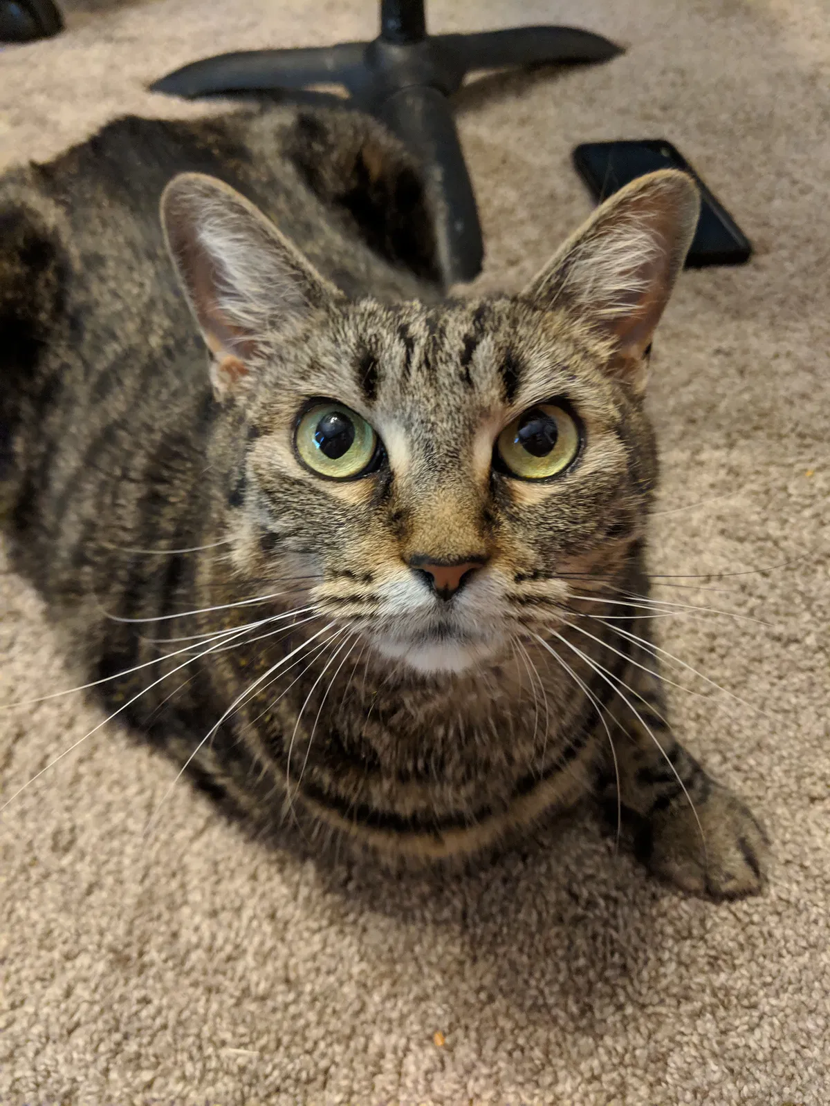 Lost cat in Katy, TX, 77494