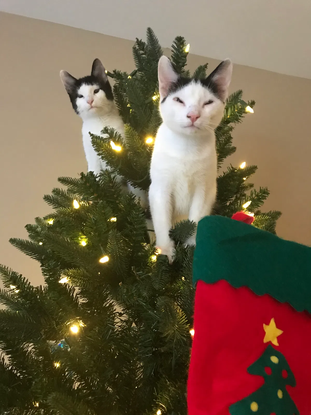 Lost cat in Cameron, NC, 28326