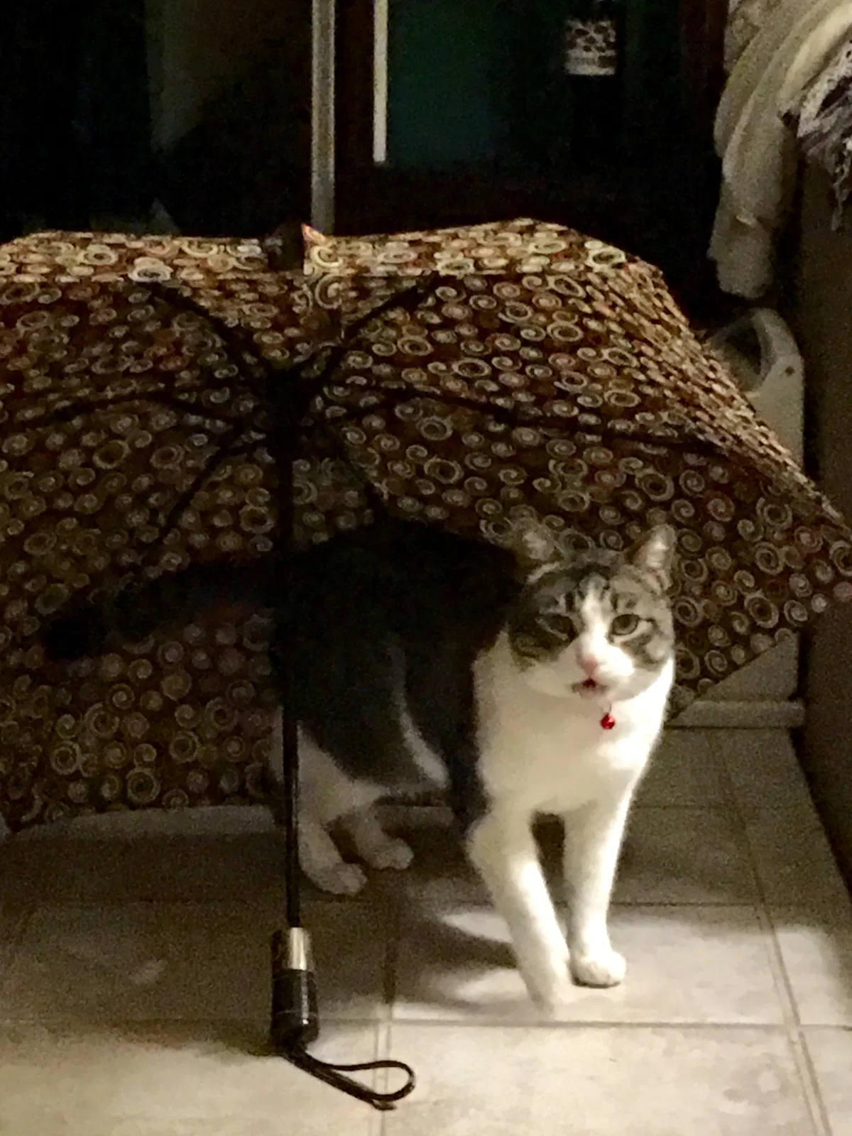 Lost cat in Fresno, CA, 93711