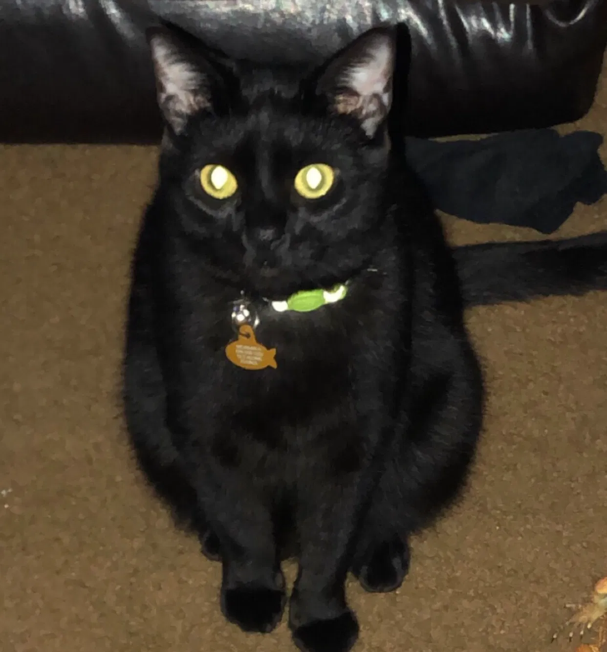 Lost cat in Elgin, IL, 60123