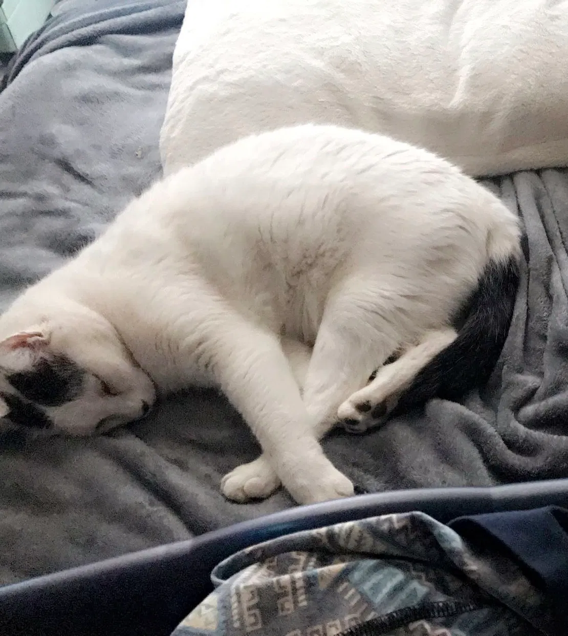 Lost cat in Nampa, ID, 83686