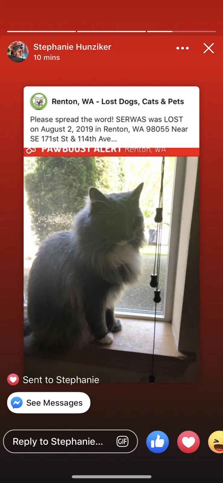 Lost cat in Renton, WA, 98055