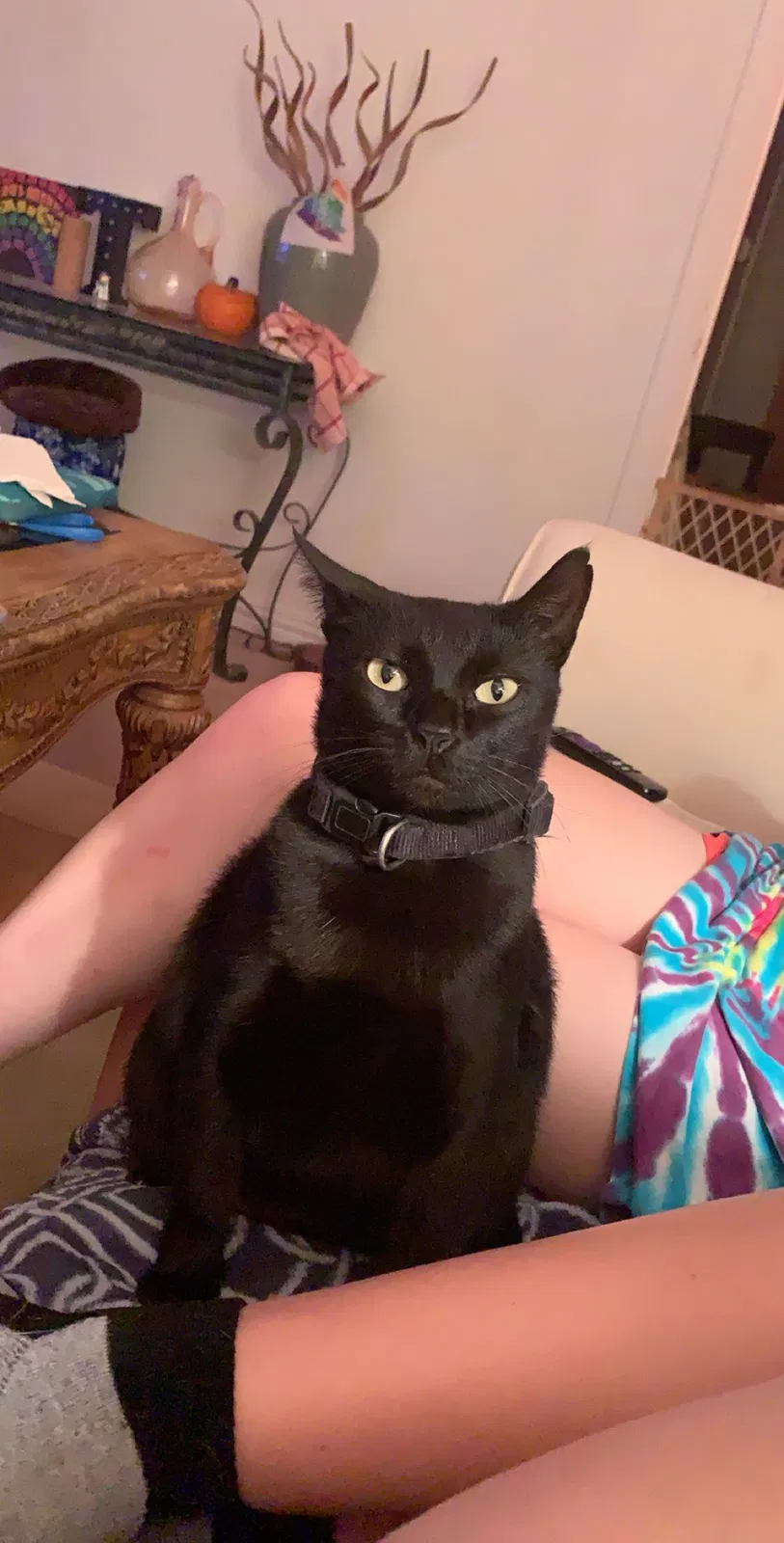 Lost cat in Denton, TX, 76201