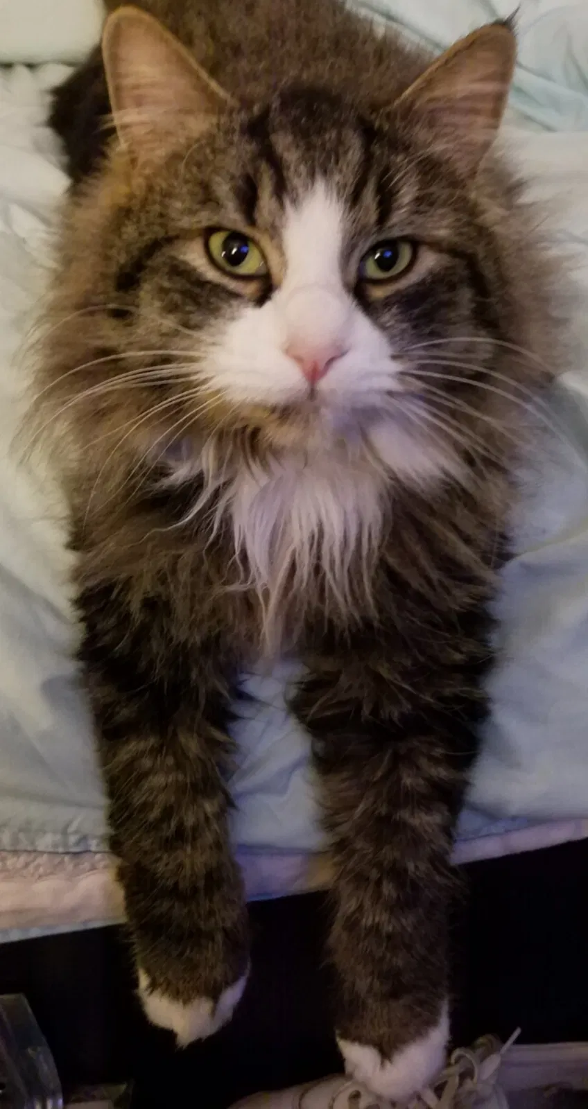 Lost cat in Vancouver, WA, 98686