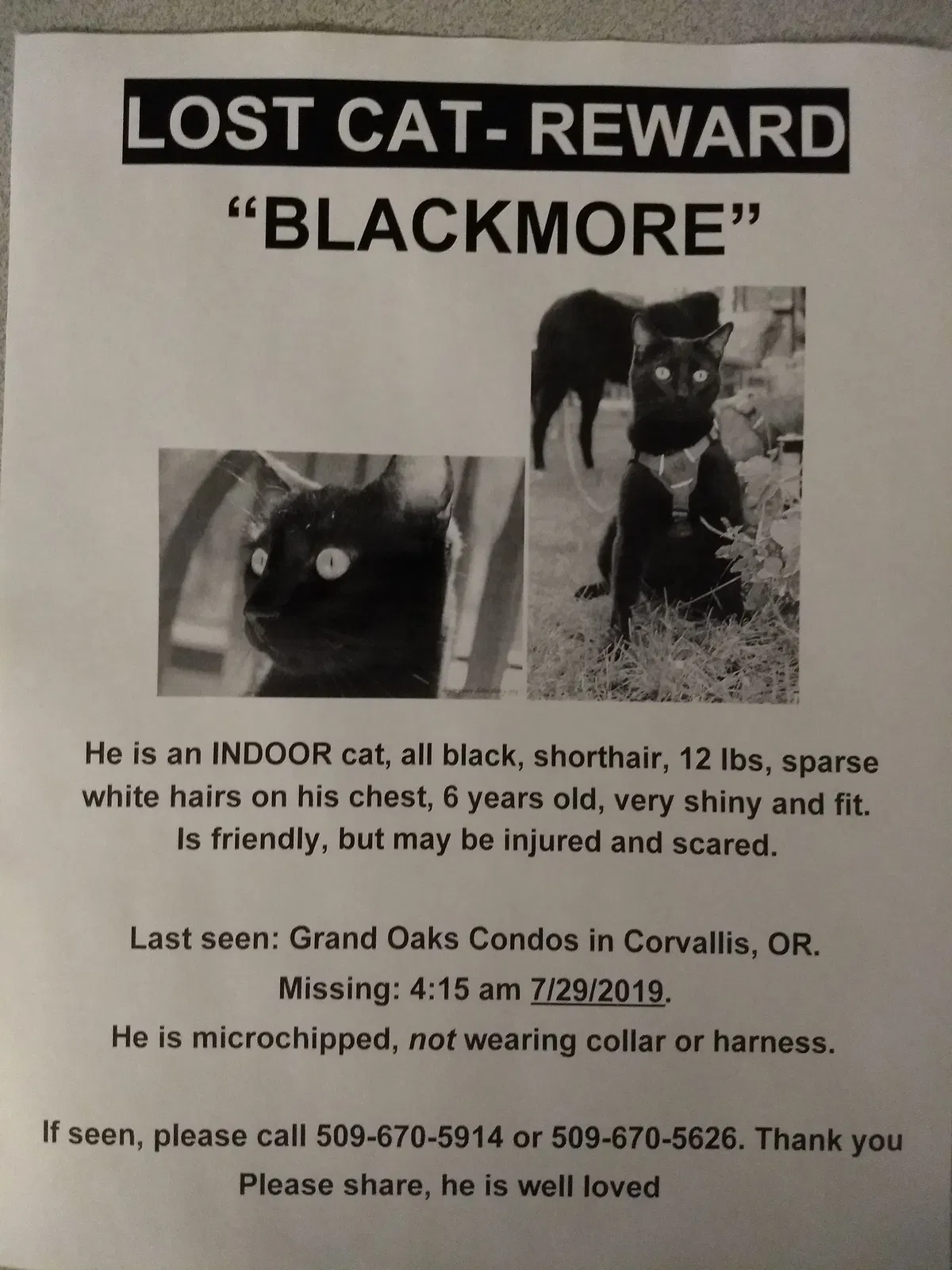 Lost cat in Corvallis, OR, 97333