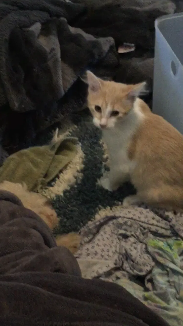 Lost cat in Denver, CO, 80231