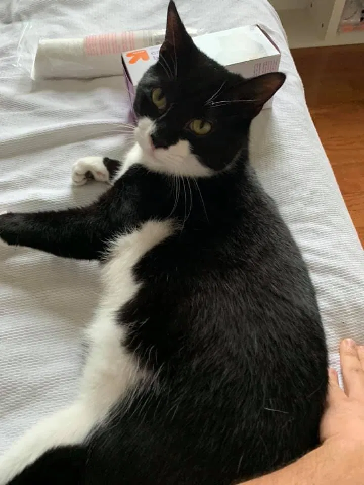 Lost cat in Clarksburg, MD, 20871