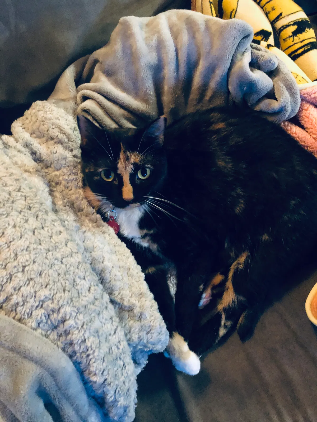 Lost cat in Dallas, TX, 75228
