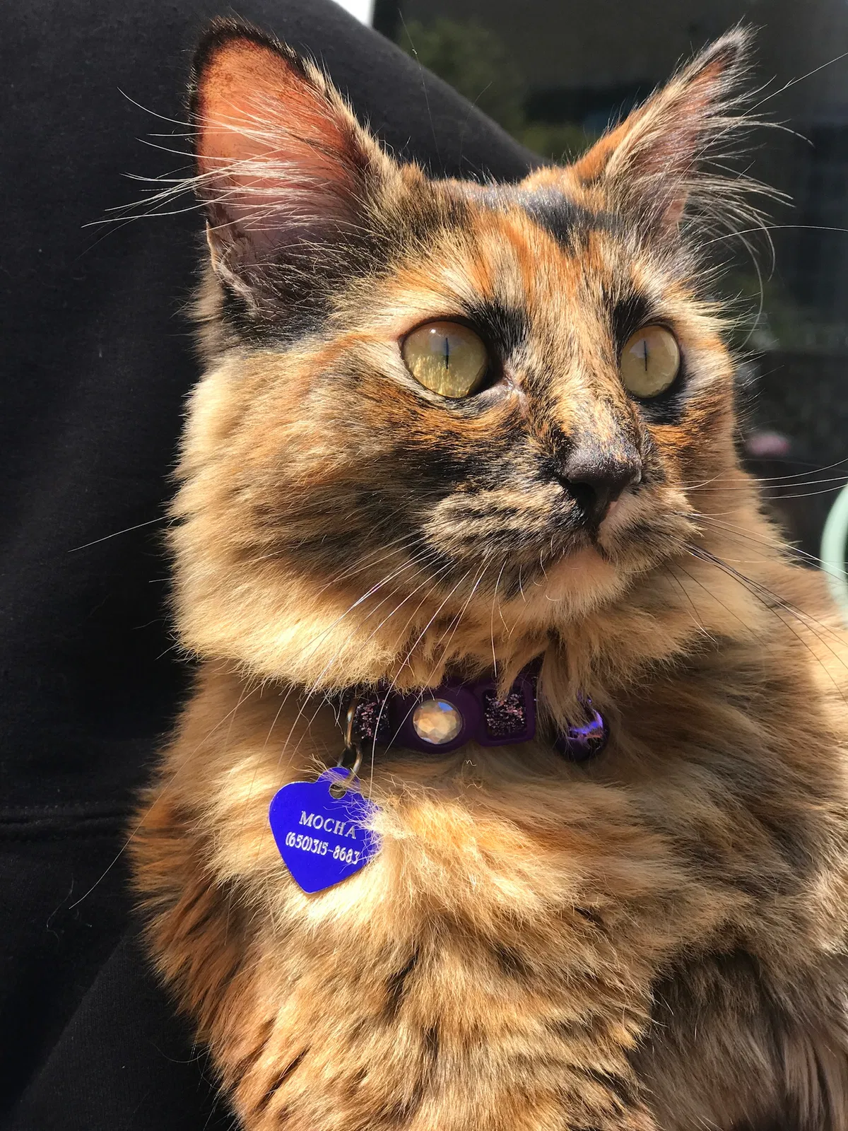 Lost cat in Belmont, CA, 94002