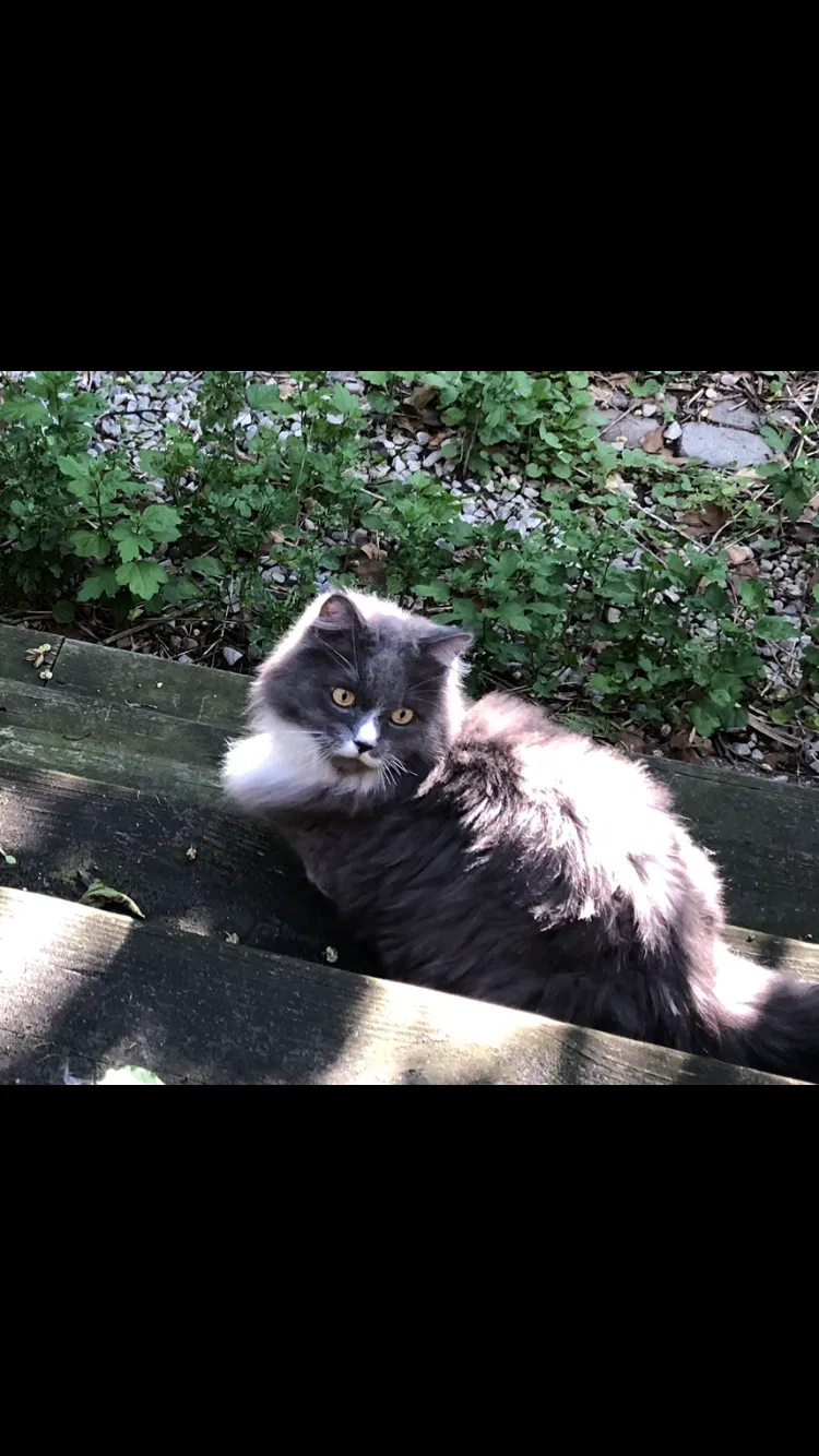 Lost cat in Ridgewood, NY, 11385
