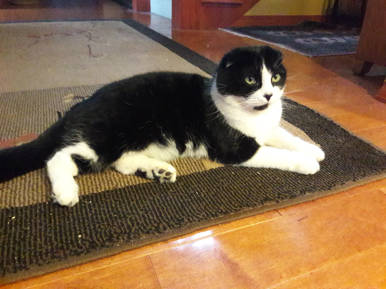 Lost cat in Saint Helens, OR, 97051