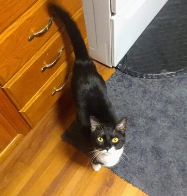 Lost cat in Egg Harbor City, NJ, 8215