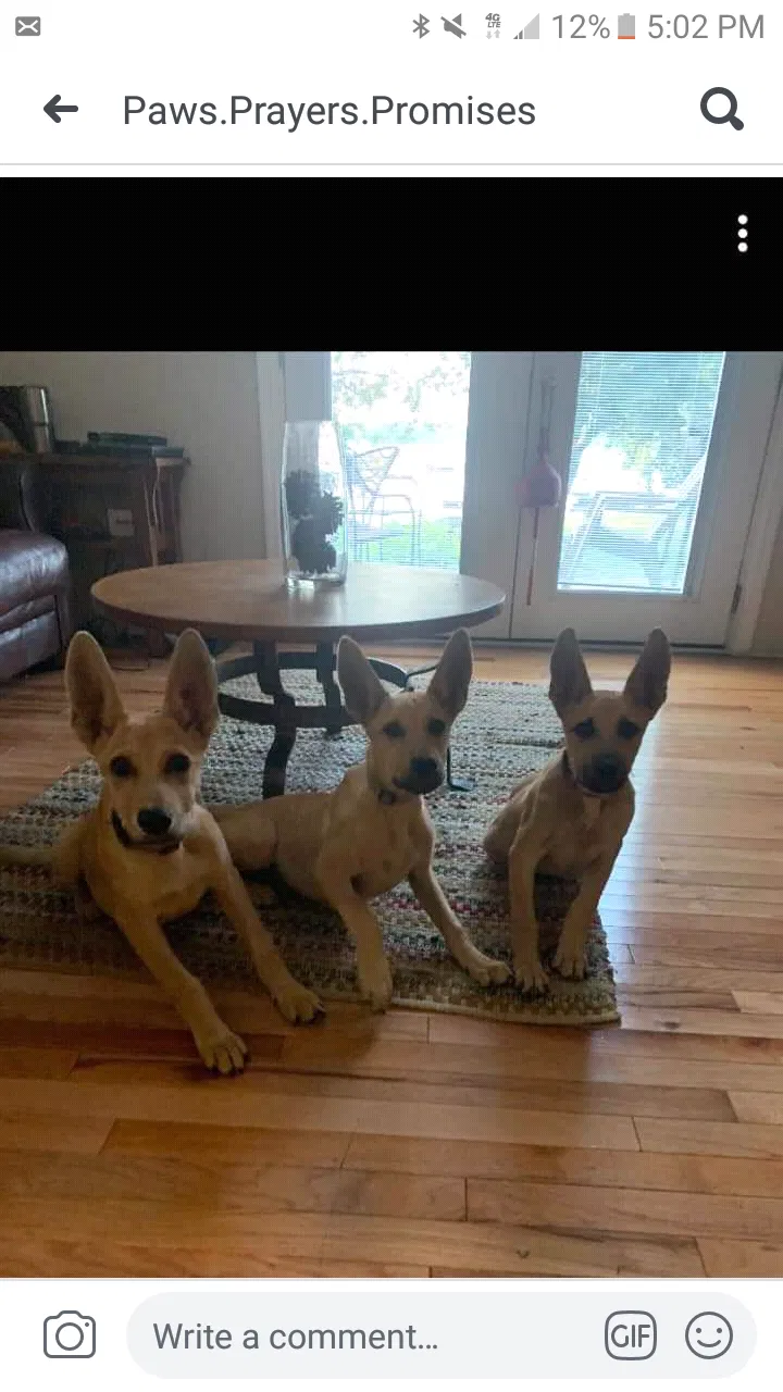 Lost dog in Inman, SC, 29349