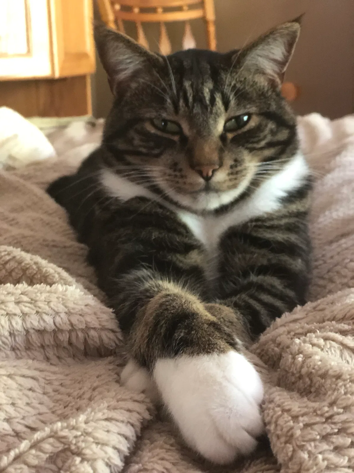 Lost cat in Duvall, WA, 98019