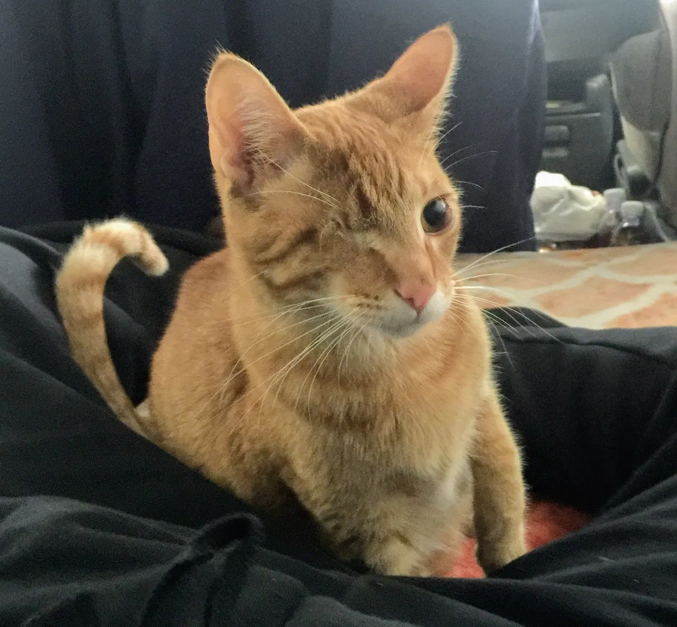 Lost cat in San Diego, CA, 92109