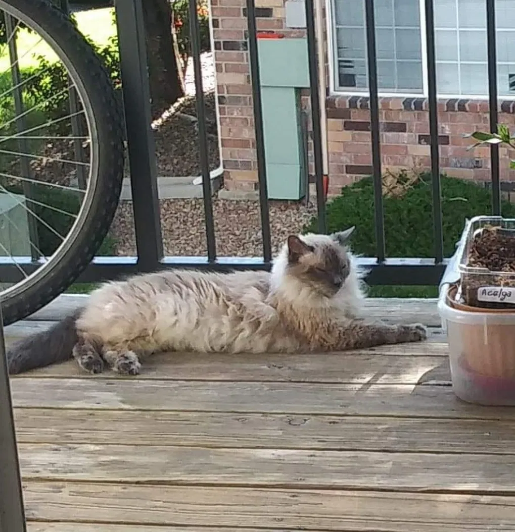 Lost cat in Denver, CO, 80233