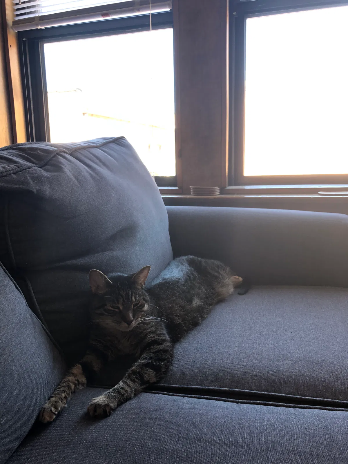 Lost cat in Chicago, IL, 60657