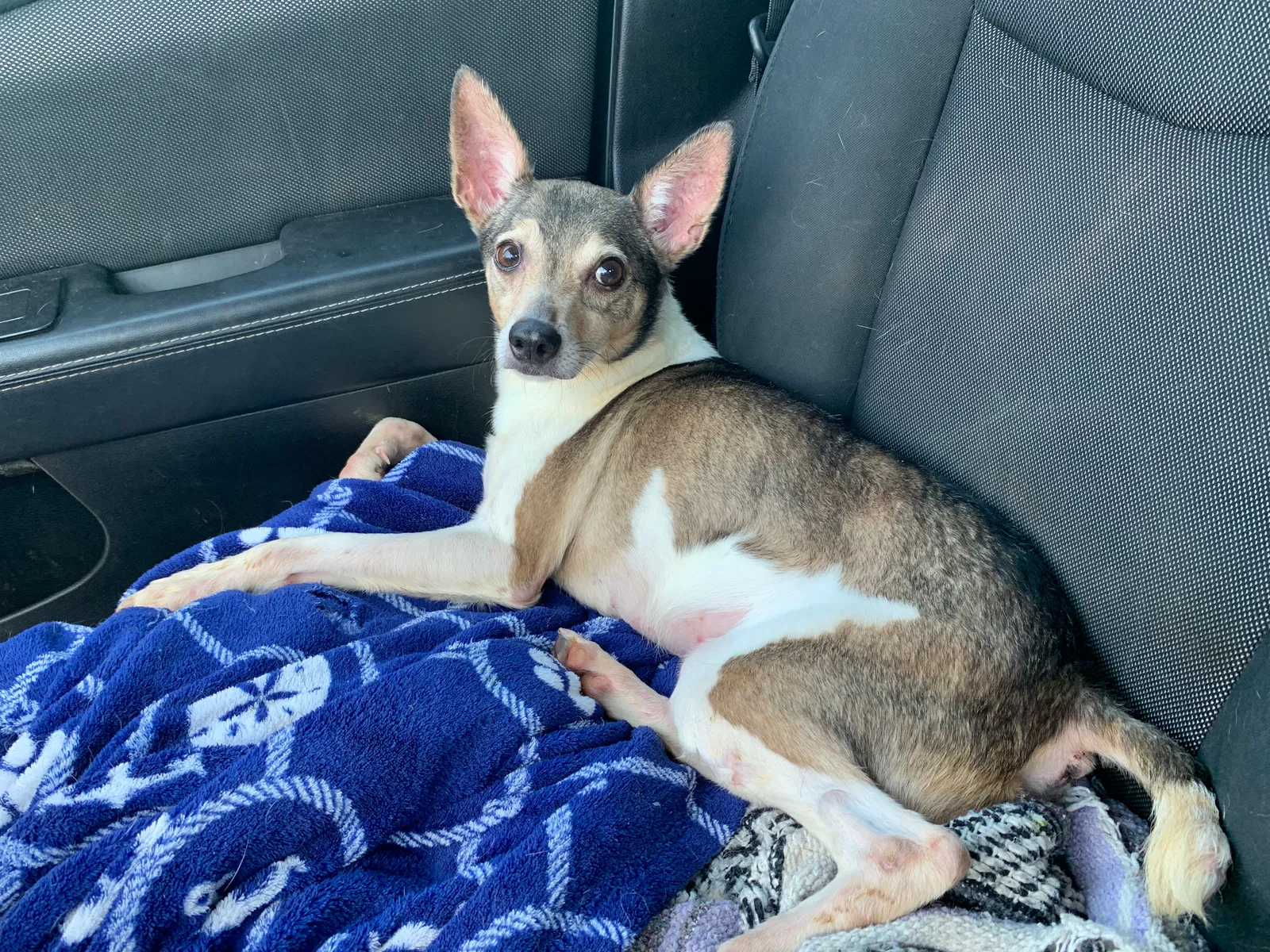 Lost dog in Memphis, TN, 38115