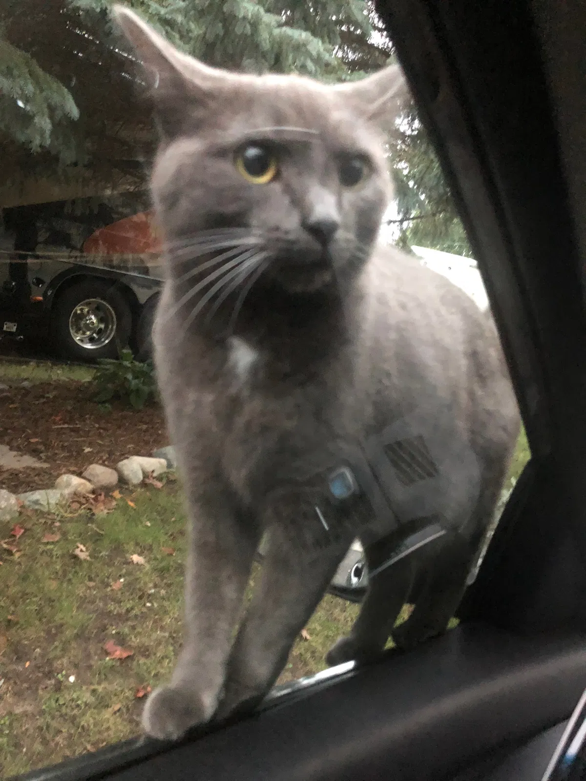 Lost cat in Minneapolis, MN, 55427