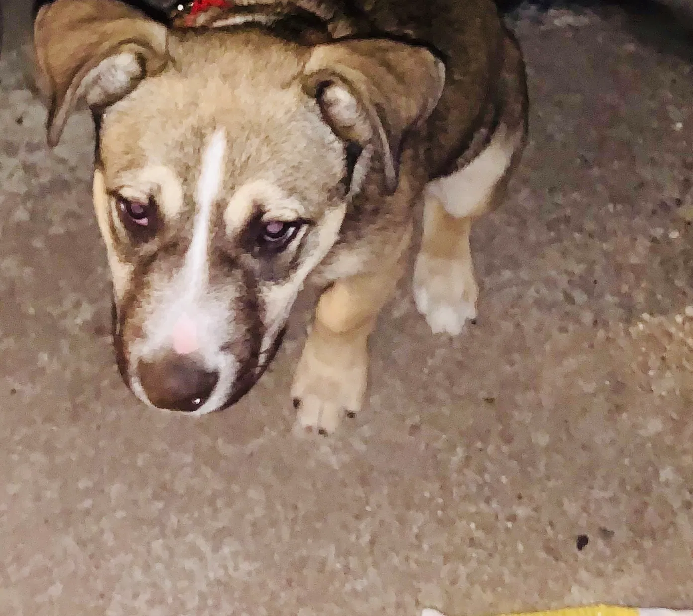Lost dog in San Pedro, CA, 90731