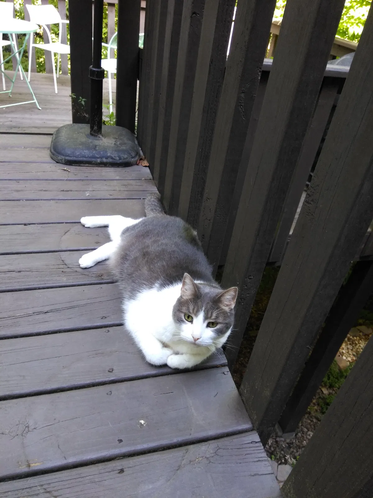 Lost cat in Cumming, GA, 30041