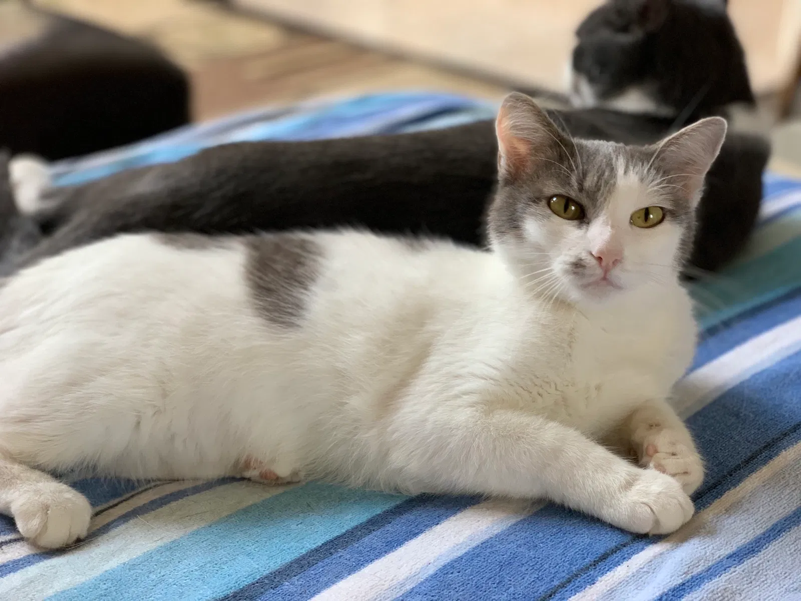 Lost cat in Pearland, TX, 77584