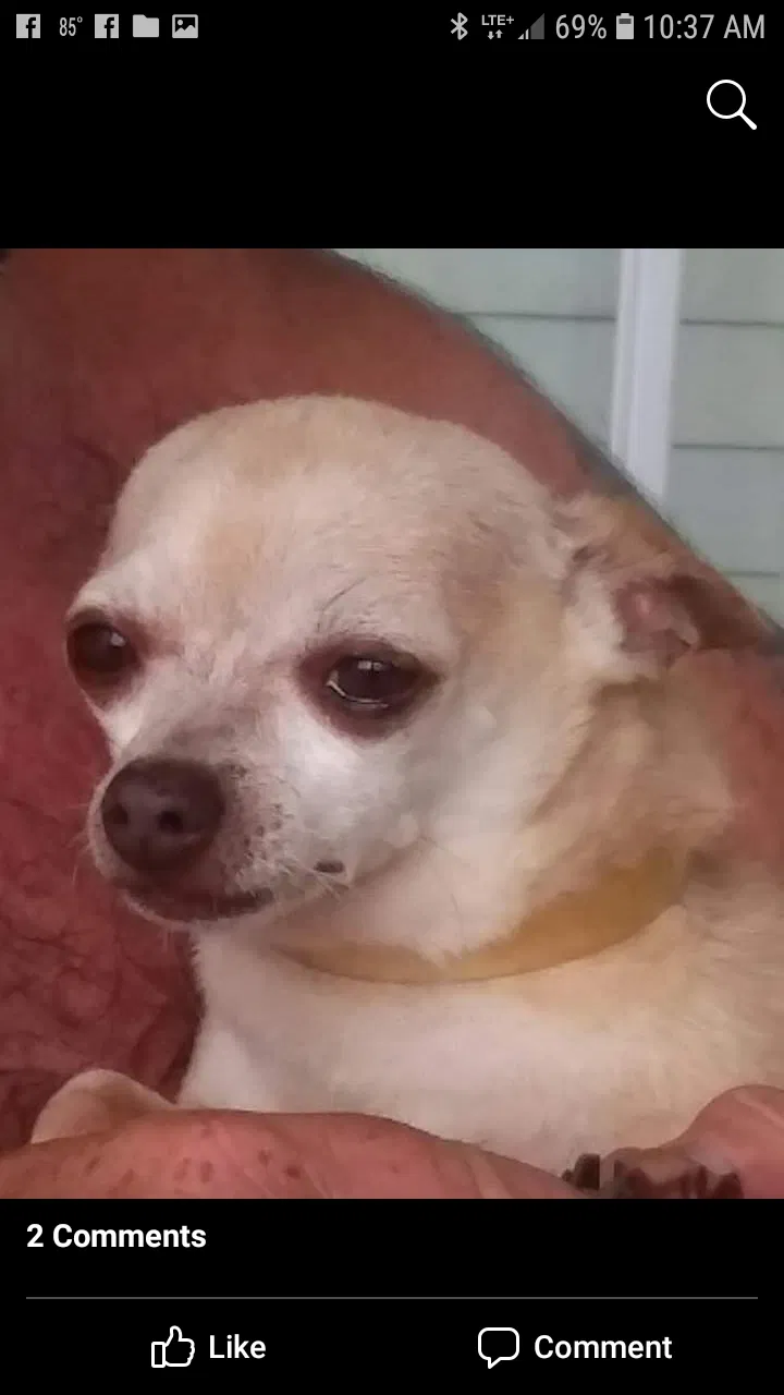 Lost dog in Ocala, FL, 34481