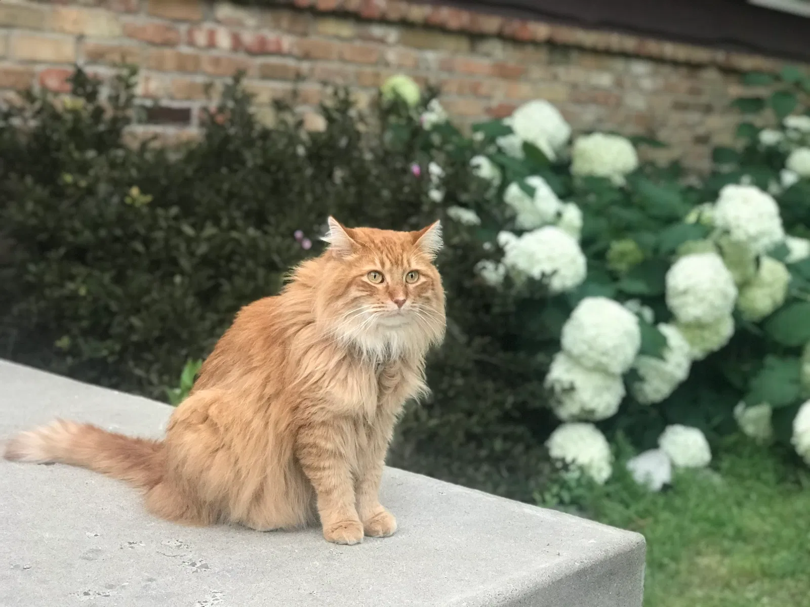 Lost cat in Minneapolis, MN, 55447