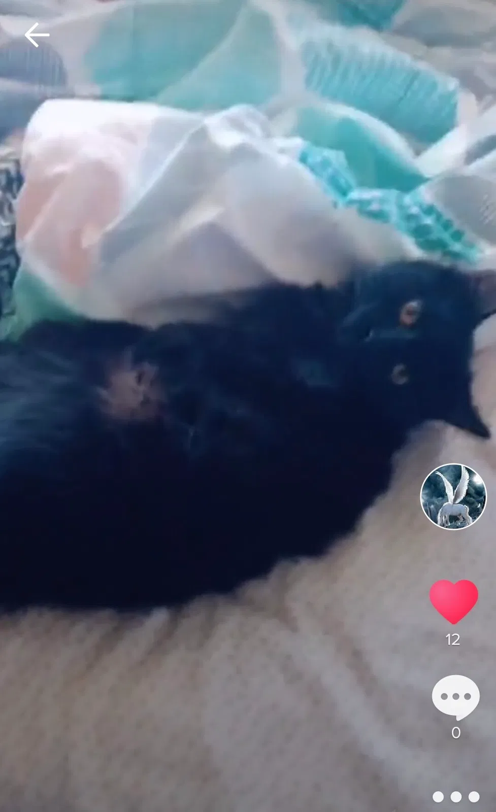 Lost cat in Alexandria, VA, 22306