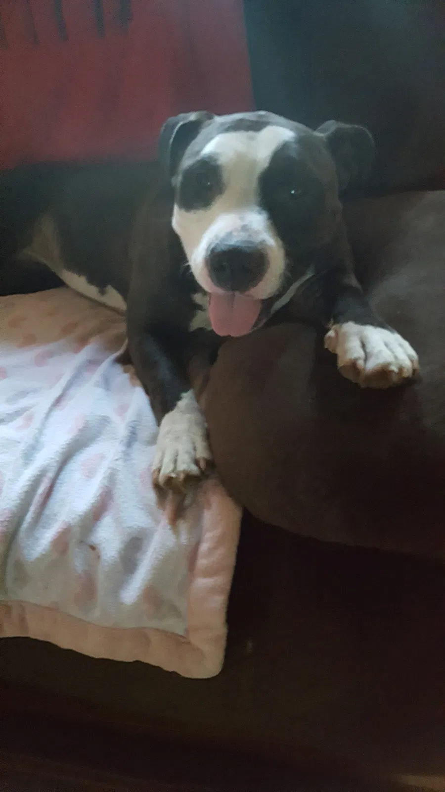 Lost dog in Marion, NC, 28752