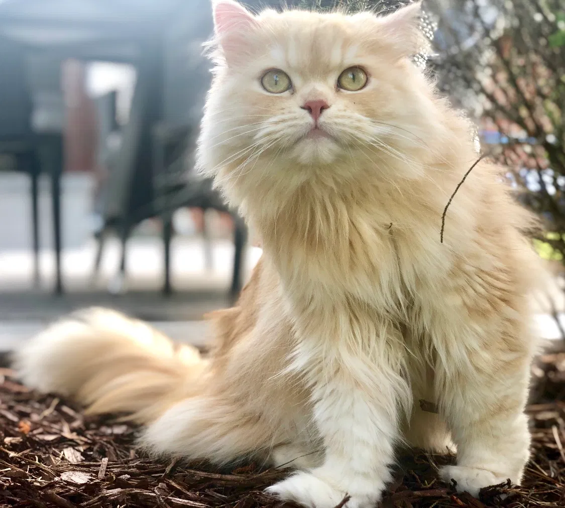 Lost cat in Denham Springs, LA, 70726