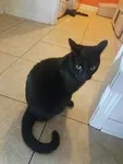 Lost cat in Hendersonville, NC, 28792
