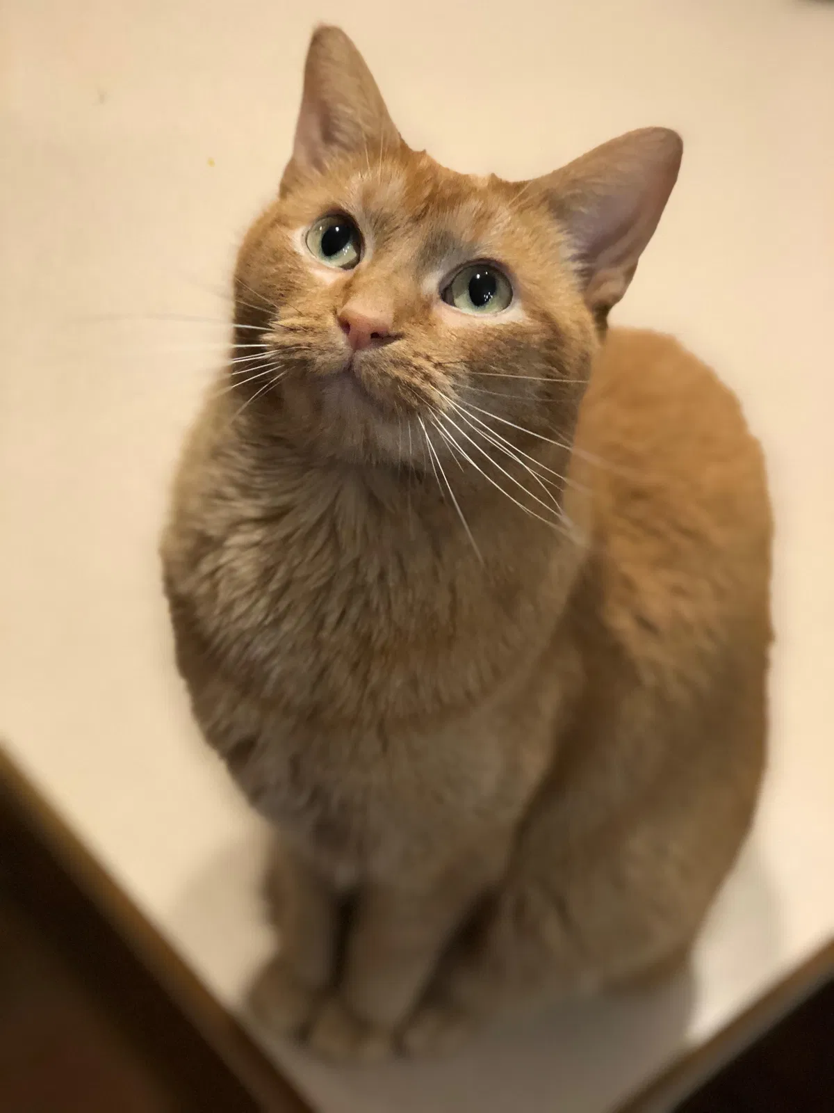 Lost cat in Muncie, IN, 47303