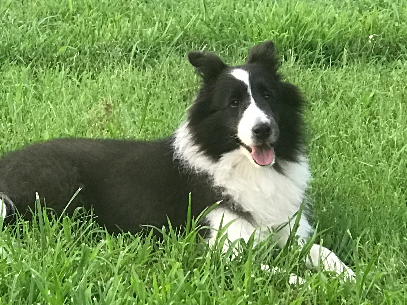 Lost dog in Wichita, KS, 67218