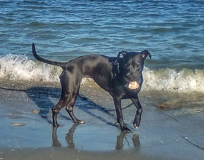 Lost dog in Seville, FL, 32190