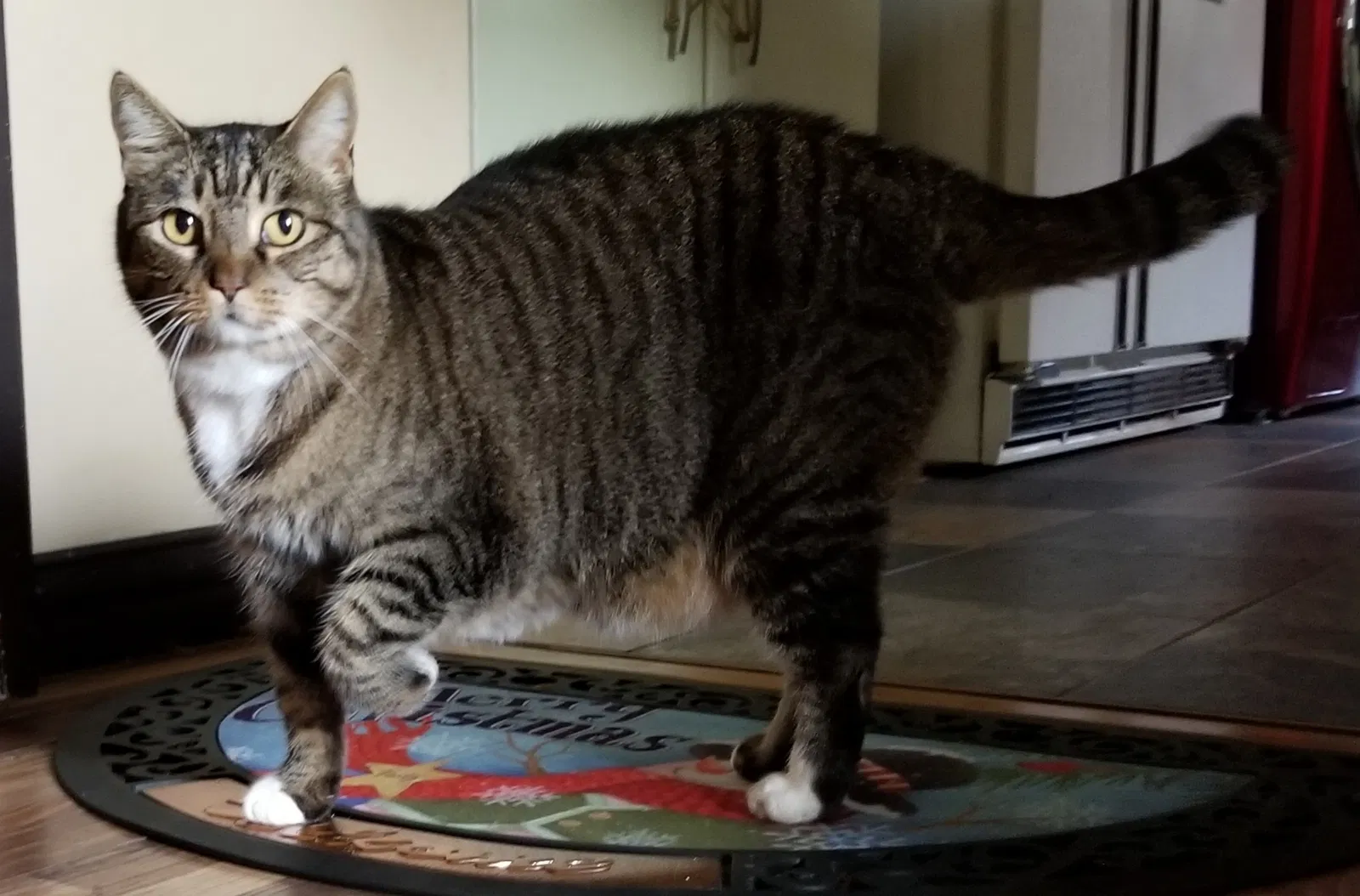 Lost cat in Dallas, TX, 75214