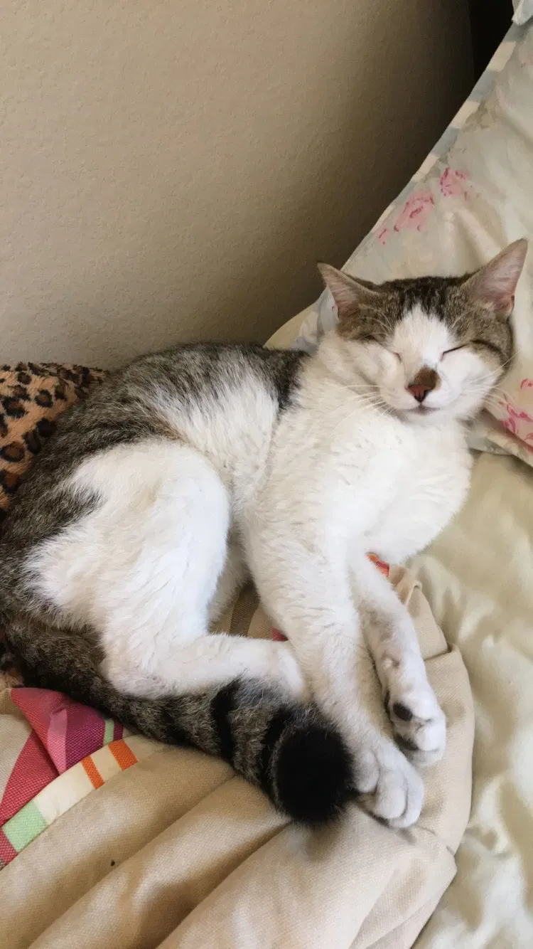 Lost cat in Richmond, TX, 77407