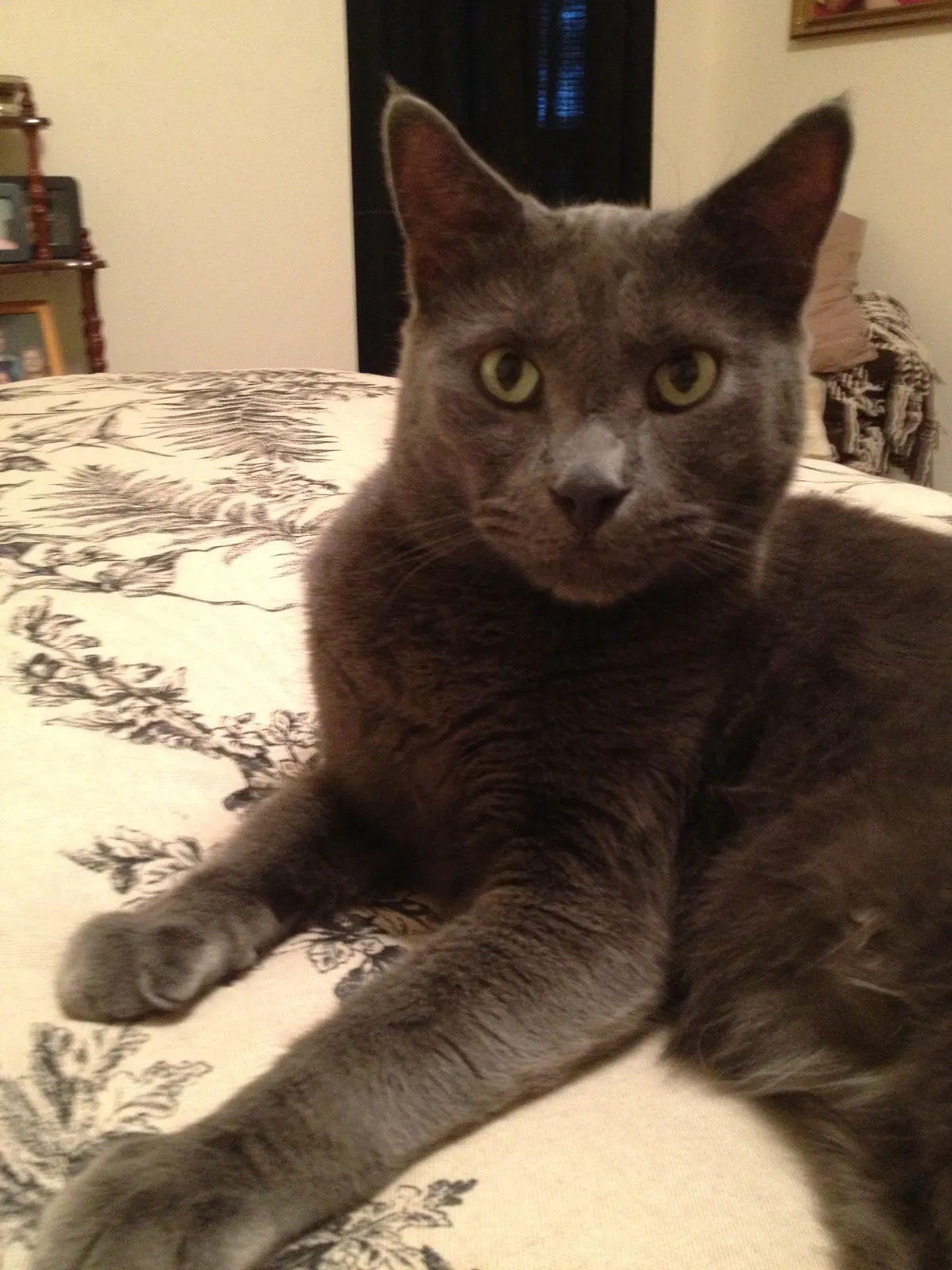 Lost cat in Woodway, TX, 76712