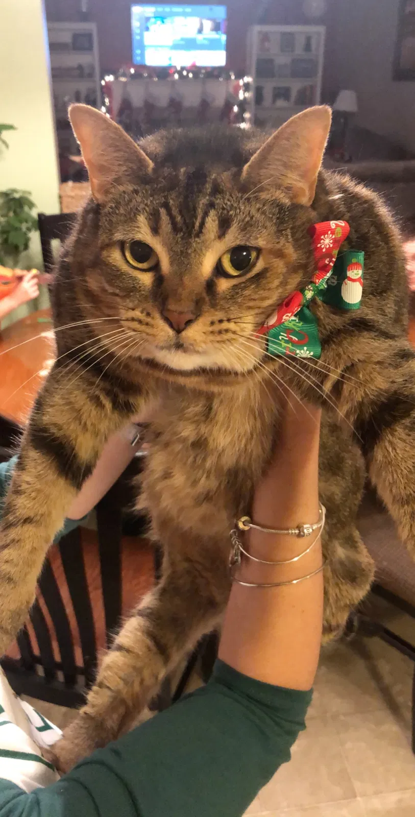 Lost cat in Cincinnati, OH, 45242