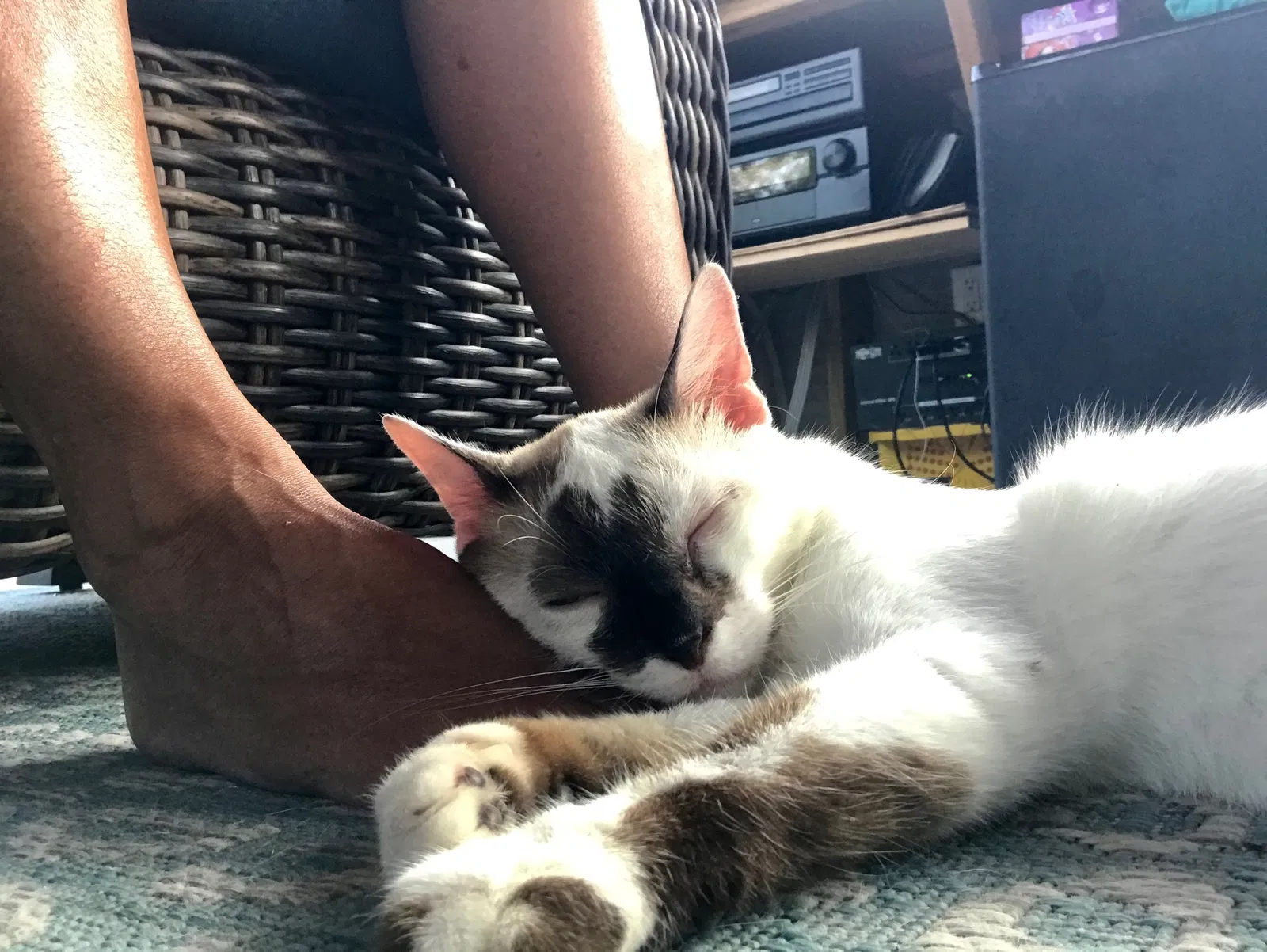 Lost cat in Chattanooga, TN, 37421