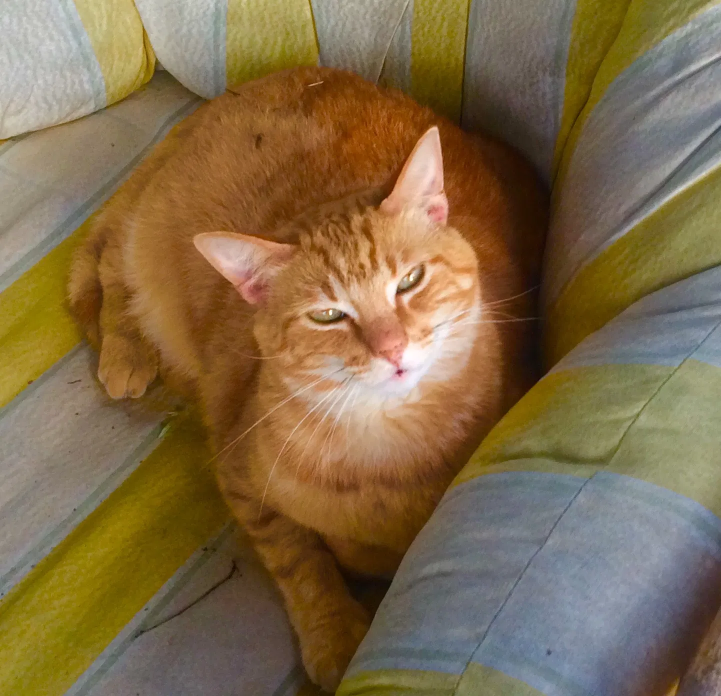 Lost cat in Los Angeles, CA, 90042