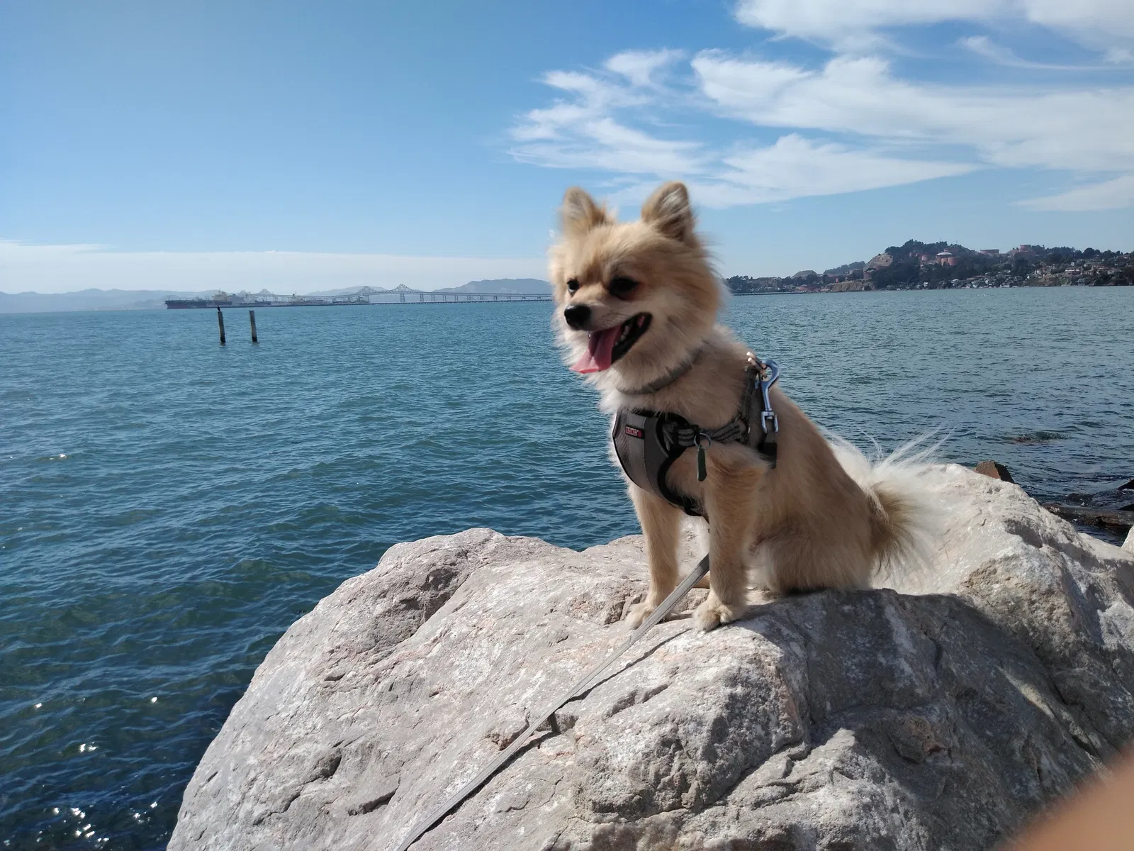Lost dog in San Pablo, CA, 94806