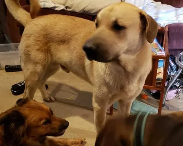 Lost dog in Grand Mound, IA, 52751