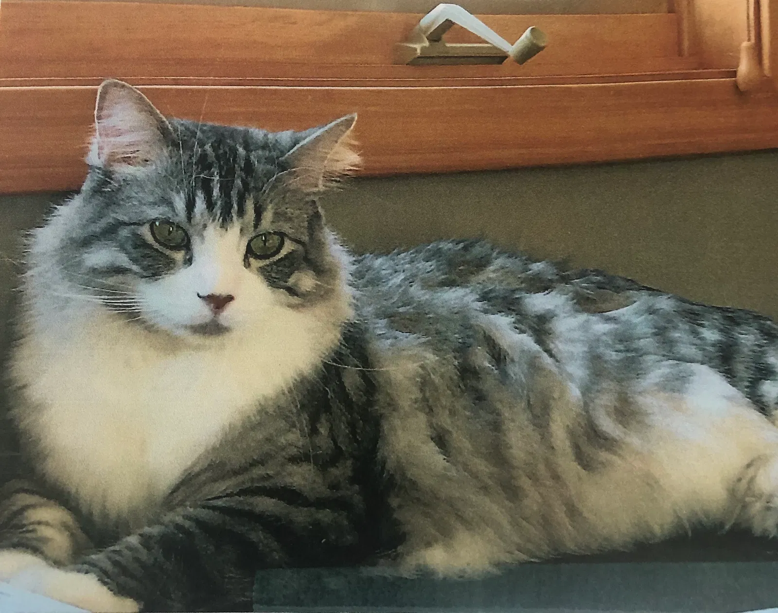 Lost cat in Eden Prairie, MN, 55346