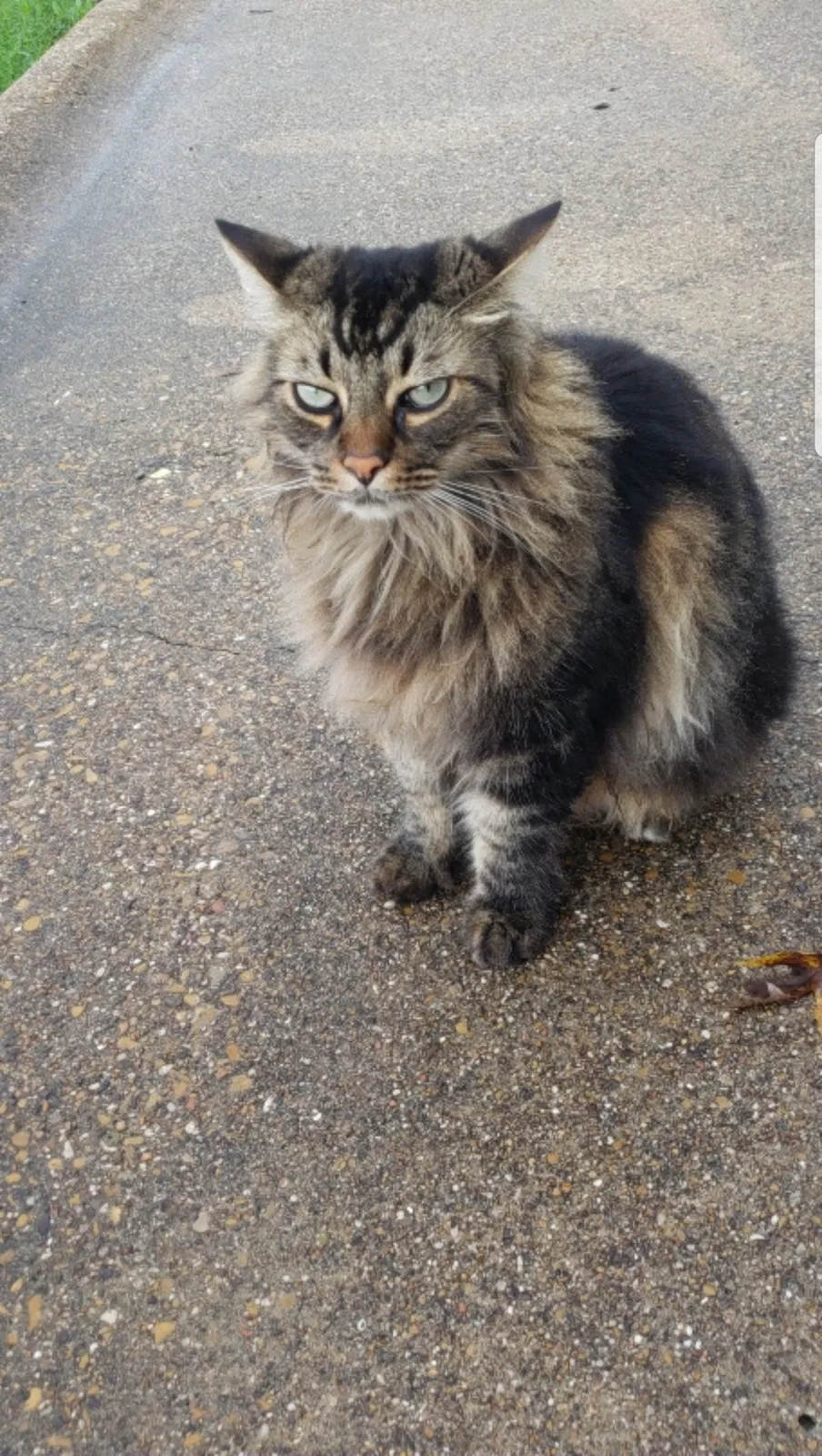 Lost cat in Rockwall, TX, 75032