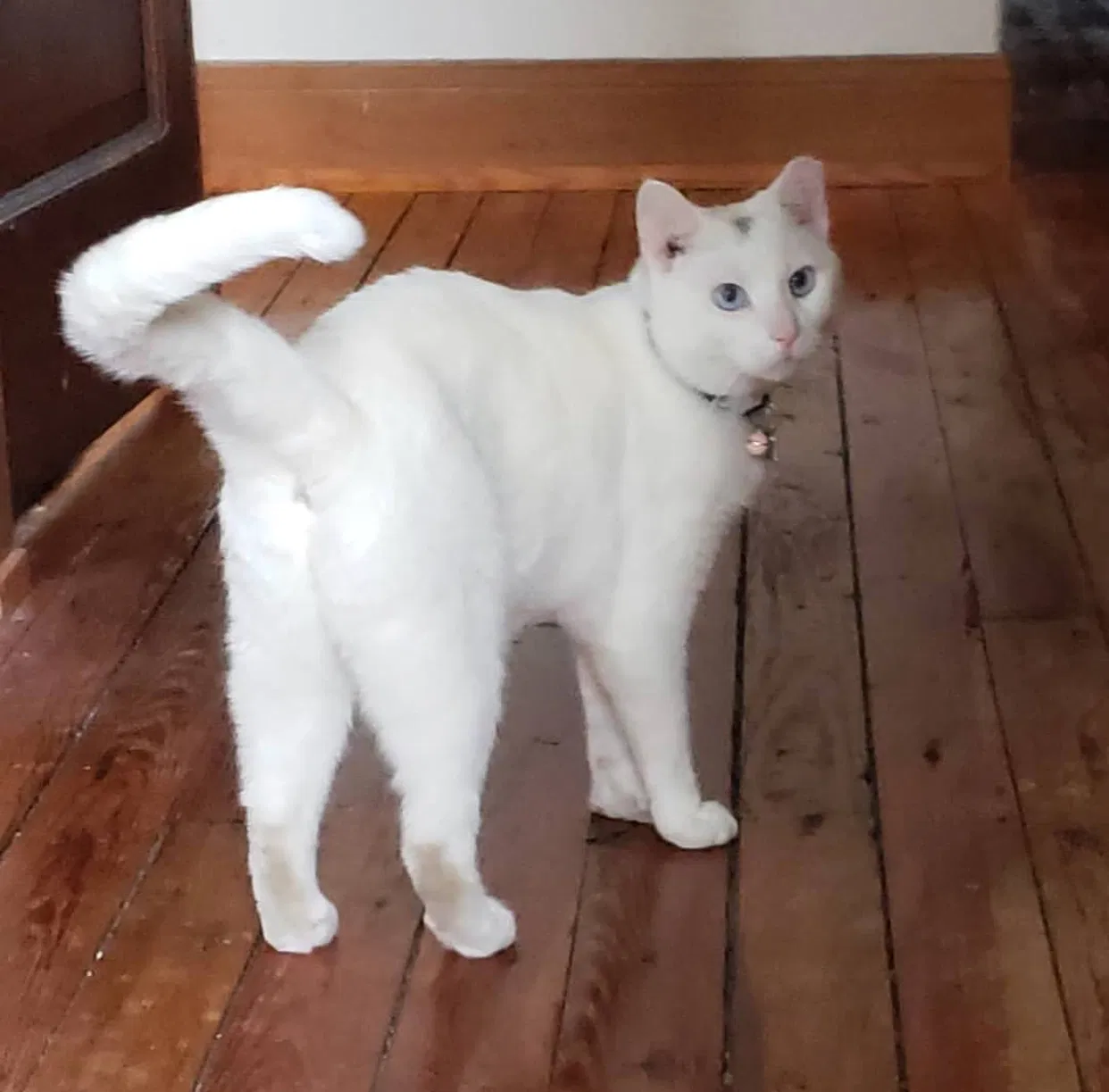 Lost cat in Columbus, OH, 43222