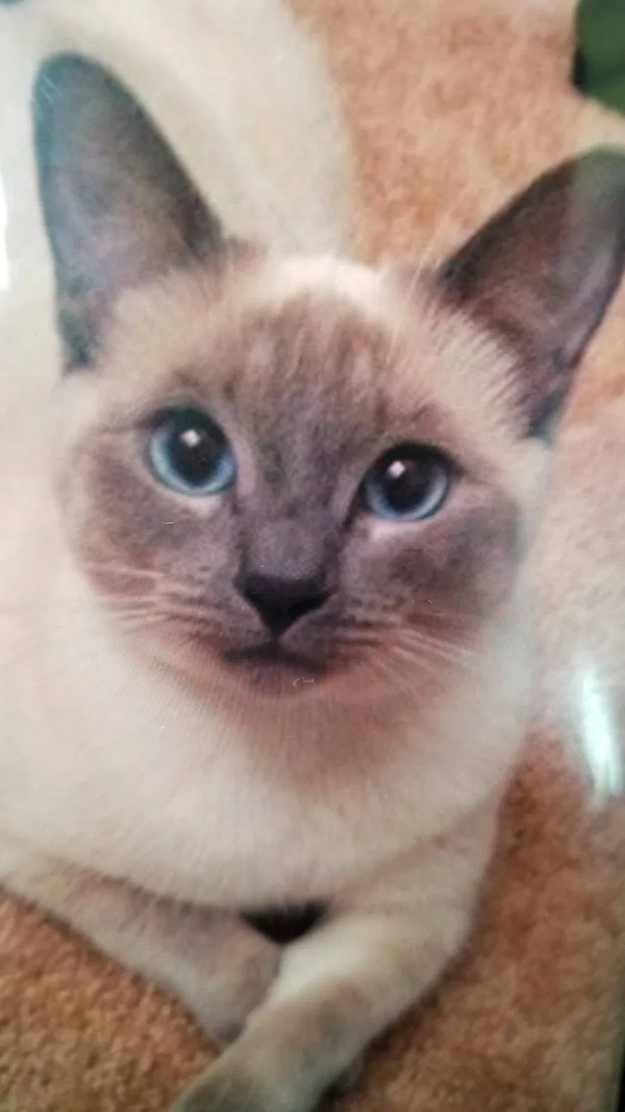 Lost cat in Gig Harbor, WA, 98332