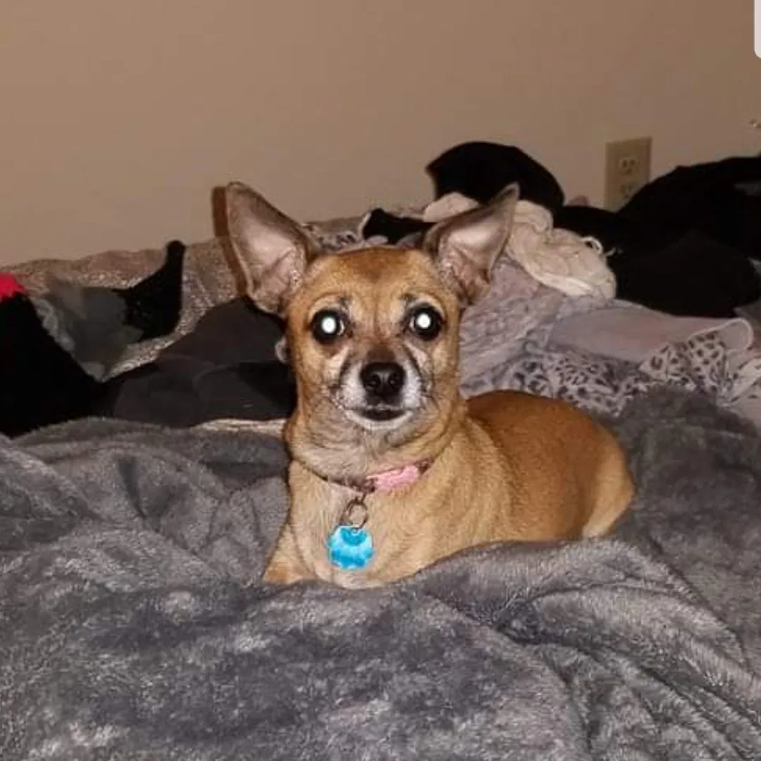 Lost dog in Akron, OH, 44319